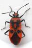 Corizus hyoscyami hyoscyami